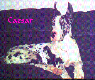 big caesar